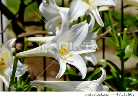 White flower of Lepidoptera lily blooming in Mitaka Nakahara 47132602