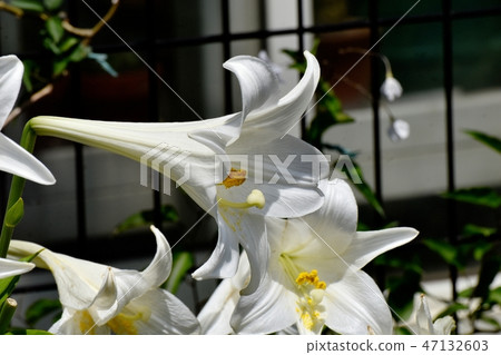 White flower of Lepidoptera lily blooming in Mitaka Nakahara 47132603