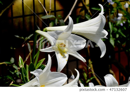 White flower of Lepidoptera lily blooming in Mitaka Nakahara 47132607