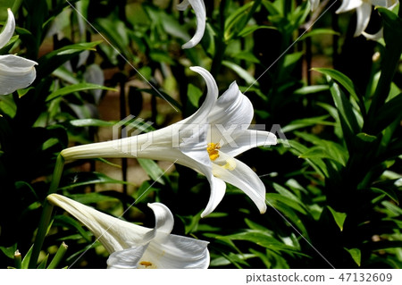 White flower of Lepidoptera lily blooming in Mitaka Nakahara White flower of Lepidoptera lily blooming in Mitaka Nakahara 47132609