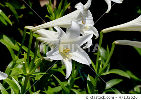 White flower of Lepidoptera lily blooming in Mitaka Nakahara White flower of Lepidoptera lily blooming in Mitaka Nakahara 47132626