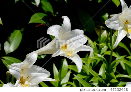 White flower of Lepidoptera lily blooming in Mitaka Nakahara White flower of Lepidoptera lily blooming in Mitaka Nakahara 47132628