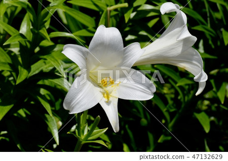 White flower of Lepidoptera lily blooming in Mitaka Nakahara White flower of Lepidoptera lily blooming in Mitaka Nakahara 47132629