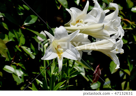 White flower of Lepidoptera lily blooming in Mitaka Nakahara 47132631