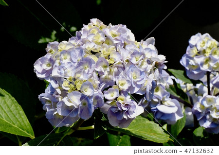 Purple and white hydrangea blooming in Mitaka Nakahara 47132632