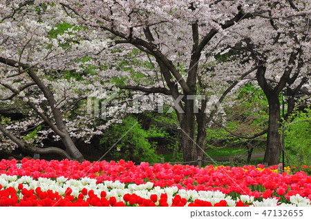 Cherry blossoms and tulips in full bloom in Yamato-shi contact forest park 47132655