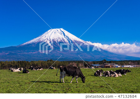 (Shizuoka Prefecture) Ranch of Mt. Fuji and Asagiri plateau 47132684