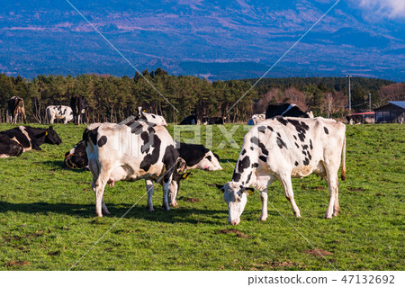 (Shizuoka Prefecture) Ranch of Mt. Fuji and Asagiri plateau (Shizuoka Prefecture) Ranch of Mt. Fuji and Asagiri plateau 47132692