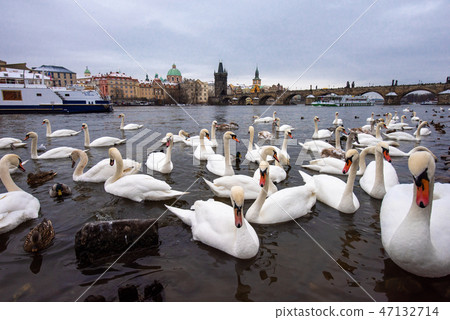 布拉格伏爾塔瓦河天鵝和查理大橋 47132714