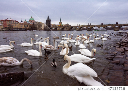 布拉格伏爾塔瓦河天鵝和查理大橋 47132716