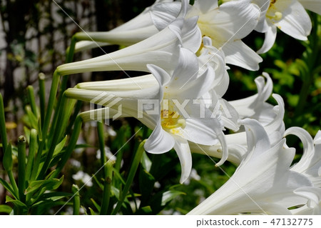 White flower of Lepidoptera lily blooming in Mitaka Nakahara White flower of Lepidoptera lily blooming in Mitaka Nakahara 47132775
