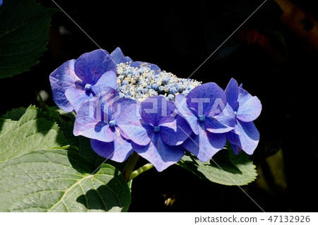 開花在三鷹中原八仙花屬的藍色花 47132926