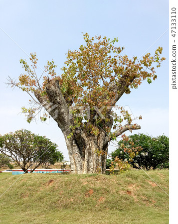 Regeneration of a cut tree 47133110