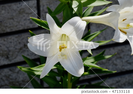 開花在Mitaka Nakahara的鱗翅目百合白花 47133118