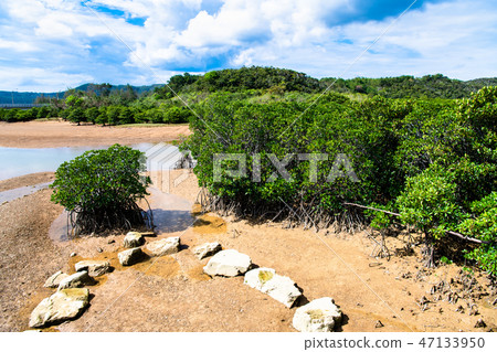 沖繩Keisatsu海灣的Hirugi森林 沖繩Keisatsu海灣的Hirugi森林 47133950