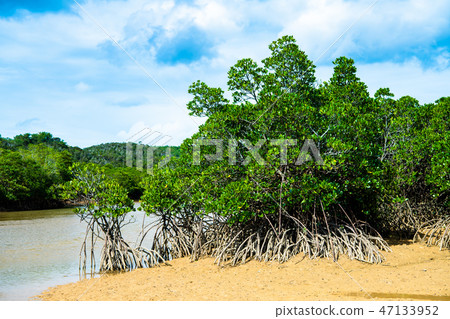 Hirugi forest in Okinawa Keisatsu Bay 47133952