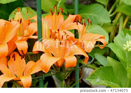 Orange lilies blooming in Mitaka Nakahara Orange lilies blooming in Mitaka Nakahara 47134073