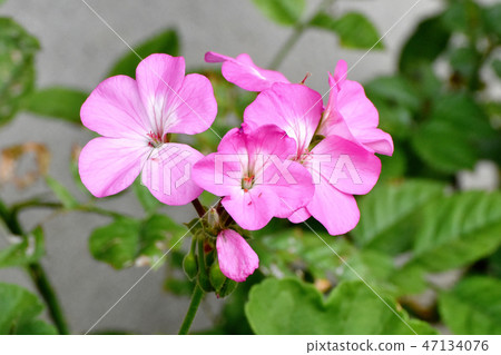 Pink geranium blooming in Mitaka Nakahara Pink geranium blooming in Mitaka Nakahara 47134076