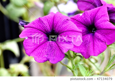 Purple Petunia that blooms in Mitaka Nakahara 47134079