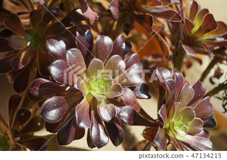 Black lawyer 47134215