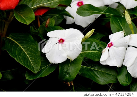 開花在三鷹中原的白色Nichinoscisso 47134294