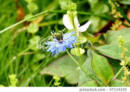 在三鷹中原開花的藍色Nigella花 47134295
