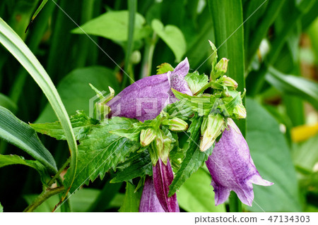Red-purple firefly Bukuro blooming in Mitaka Nakahara 47134303