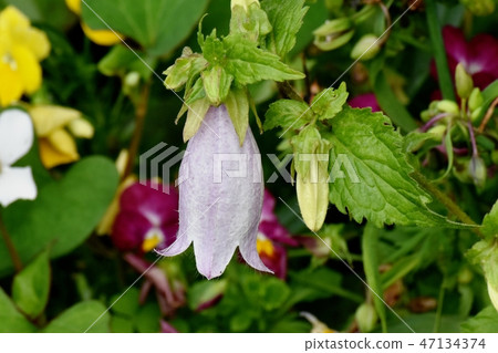 A light purple firefly bukuro that blooms in Mikasa Nakahara 47134374