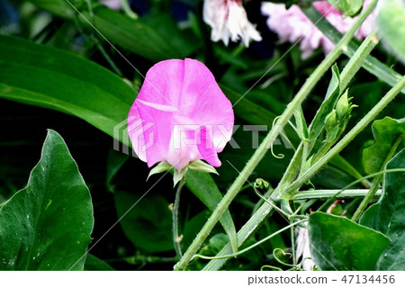 開花在三鷹中原的桃紅色香豌豆花 47134456