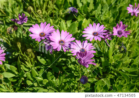 Osteospermum flowers or or African daisies 47134505