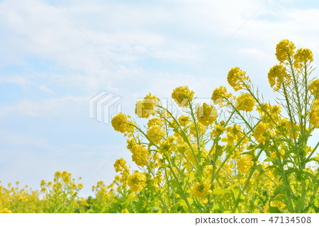 油菜田 47134508