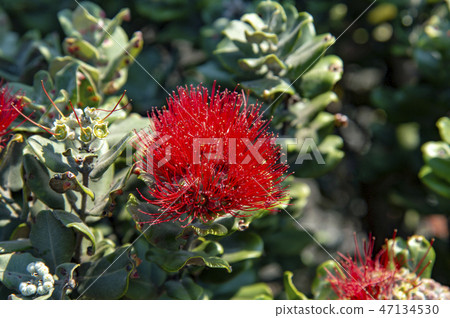 Ohi'a Lehua 47134530