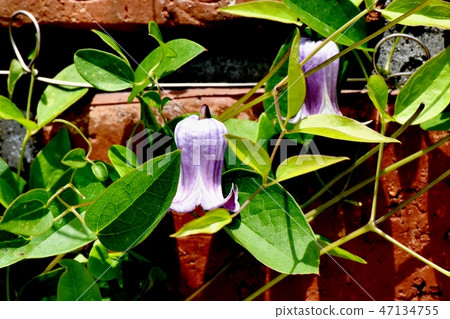 在Mikasa Nakahara開花的Hanshu花的一朵紫色花 47134755