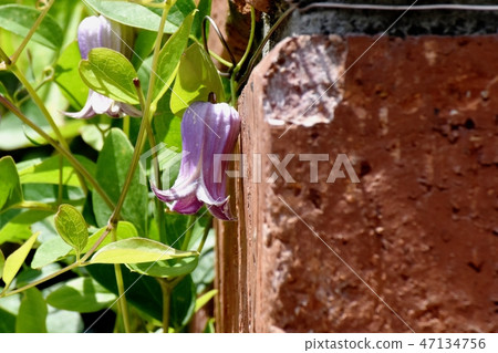 在Mikasa Nakahara開花的Hanshu花的一朵紫色花 在Mikasa Nakahara開花的Hanshu花的一朵紫色花 47134756