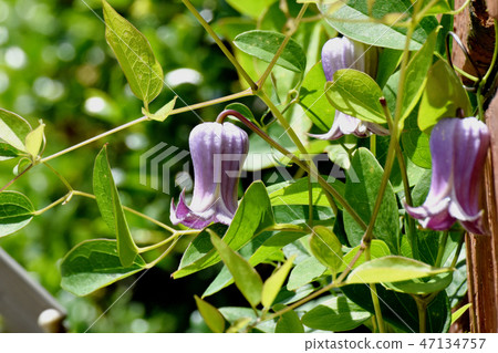 在Mikasa Nakahara開花的Hanshu花的一朵紫色花 47134757