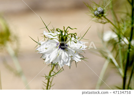 白色Nigella盛開在三鷹中原 47134758