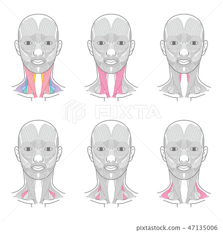 脖子上的肌肉 脖子上的肌肉 47135006