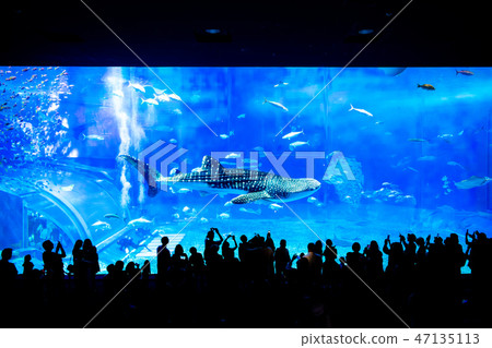 Okinawa Churaumi Aquarium Large Tank and Audience Okinawa Churaumi Aquarium Large Tank and Audience 47135113