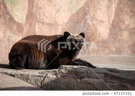 棕熊 47135341