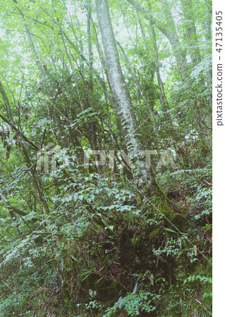 Jukai _ Jukai _ Aokigahara _富士青木原_富士 Jukai _ Jukai _ Aokigahara _富士青木原_富士 47135405