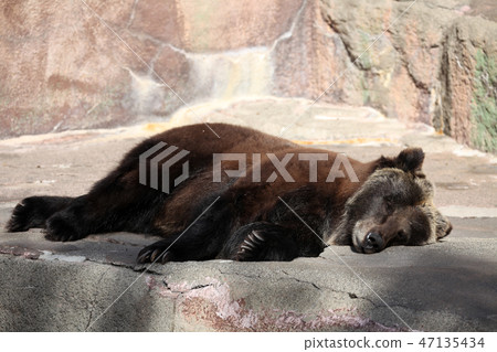 棕熊 47135434