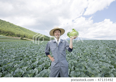 Cabbage field and cabbage and producer 47135492