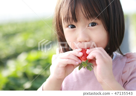 草莓採摘（兒童嬰幼兒女性草莓草莓草莓水果水果休閒黑膠屋甜點） 47135543