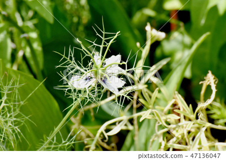 White Nigella blooming in Mitaka Nakahara White Nigella blooming in Mitaka Nakahara 47136047