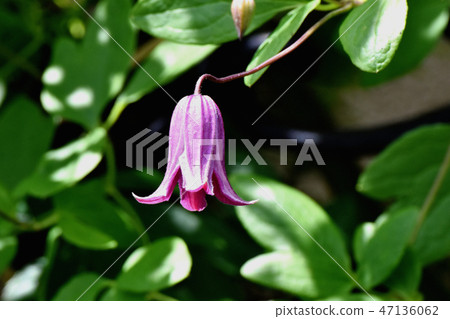在Mikasa Nakahara的Saki紫色開花的一朵用花裝飾的白色nigera在Mikasa Nakahara開花 47136062