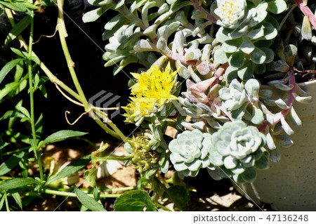 Yellow Echeveria flower blooming in Mikasa Nakahara Yellow Echeveria flower blooming in Mikasa Nakahara 47136248