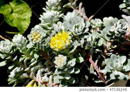 開花在Mikasa Nakahara的黃色Echeveria花 開花在Mikasa Nakahara的黃色Echeveria花 47136249