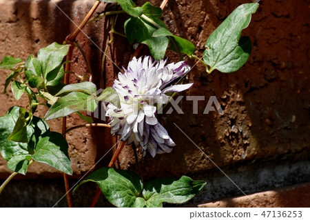 Purple and white double-colored Clematis-tessen blooming in Mitaka Nakahara Purple and white double-colored Clematis-tessen blooming in Mitaka Nakahara 47136253