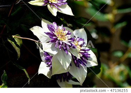 Purple and white double-colored Clematis-tessen blooming in Mitaka Nakahara 47136255