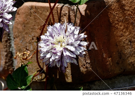 Purple and white double-colored Clematis-tessen blooming in Mitaka Nakahara Purple and white double-colored Clematis-tessen blooming in Mitaka Nakahara 47136346